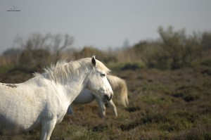 PageLines- 06Camargue.jpg