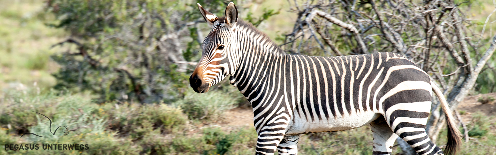 Addo Elephant & Mountain Zebra National Park – Pegasus unterwegs