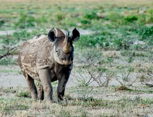 Nashorn-1677