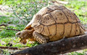 Schildkröte-1713