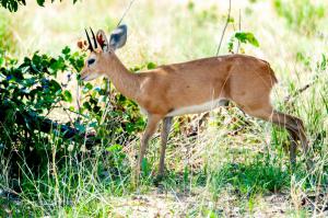 Steinbock-2295