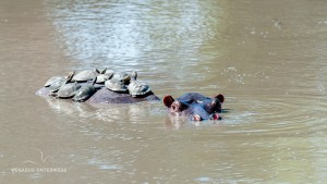 20161122mit Schildkröten-DSC 4776