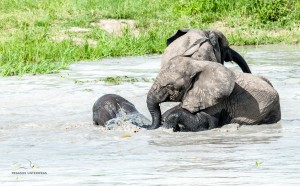 14 20170122wer kriegt wen unter Wasser-DSC 5764