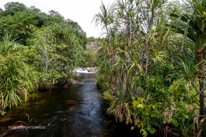 09 20170217-Wasser im tropischen Busch-DSC 6193