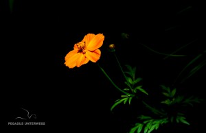 32 20170227-Orange in der Nacht-DSC 6397