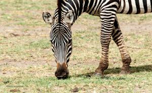 21 20171103-DSC 7189-Zebra-beim Grasen