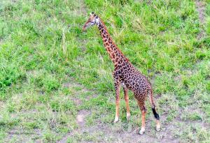 24 20171105-DSC 7437-Giraffe-einmal von oben