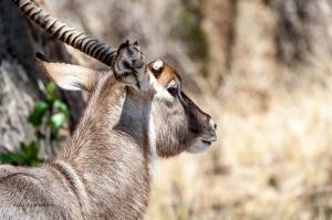 25 20171107-DSC 7632-Wasserbock-Einhorn