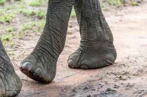 32 20171106-DSC 7549-Elefant-eleganter Gang