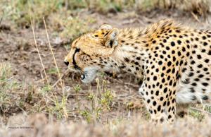 36 20171104-DSC 7274-Gepard-Portrait