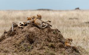 37 20171104-DSC 7304-Gepard-Siesta mit Kollegen