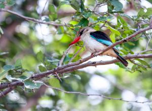 05 20171127-DSC 7750-Vogel-Kingfisher