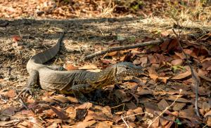 08 20171119-DSC00359-Leguan-Leguan