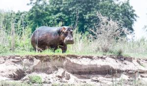 10 20171127-DSC 7723-Hippo-gelangweilter Blick