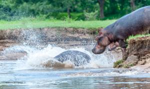 11 20171127-DSC 7782-Hippo-ab ins Wasser