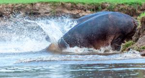 12 20171127-DSC 7784-Hippo-ab ins Wasser