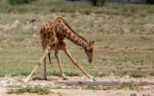 02 20180212-Giraffe-bequeme Stellung-DSC 8885