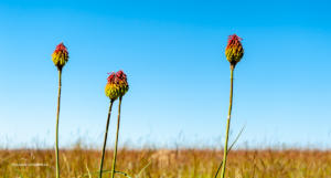 08 20180306-Blume-Blütenstand-DSC 9179