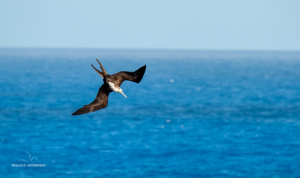 Möwe im Flug