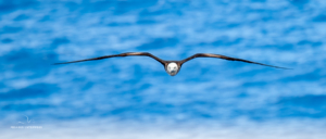 Möwe im Flug