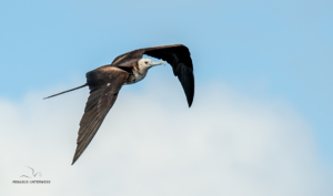 Möwe im Flug