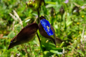 blaue Muschelblüter