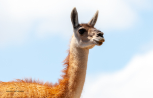 Guanaco