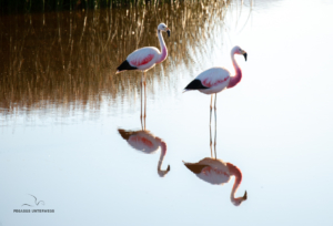 Flamingo nach dem Aufstehen