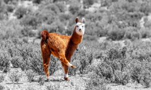 Lama im Tanzschritt