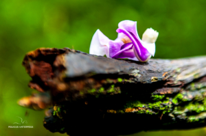 Blüte im Parque Nacional Calilegua