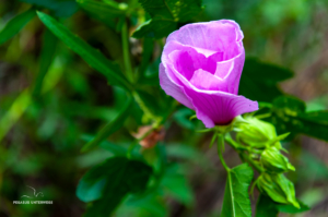 Blume im Parque Nacional Pre-Delta