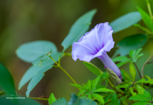 Blume im Parque Nacional Pre-Delta