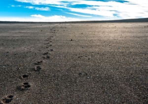 Spuren im Sand