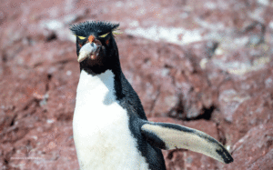 10-20191114-1131-Goldschopfpinguin-Nestmaterialtransport-DSC 1331-stone-for-his-nest