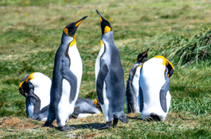 11-20191126-1119-Königspinguine-man-kommt-sich-näher-DSC 1439-flirt