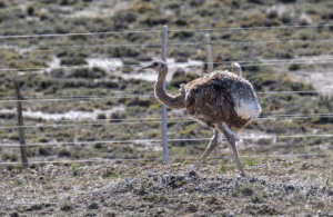 19-20191117-0930-Nandu-stolz-und-scheu-DSC 1356 