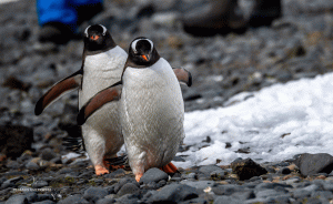 01-20191211-1614-Pinguine-synchron-DSC 1515 