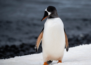 02-20191211-1645-Pinguine-was-hat-es-da--DSC 1583-what-is-that-