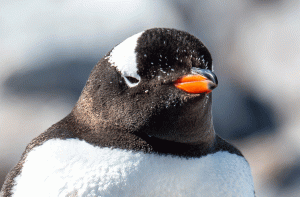 03-20191213-1513-Pinguine-Portrait-DSC 1885-closeup