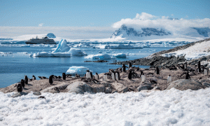 06-20191213-1543-Pinguine-und-Schiffe-im-Packeis-DSC 1910-our-boat-as-background