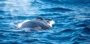 30-20191216-1548-Humpback-Nase-offen-=-einatmen-DSC 2555-nose-open-meens-to-breath-in