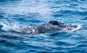 31-20191216-1550-Humpback-Nase-offen-=-einatmen-DSC 2596-nose-open-meens-to-breath-in