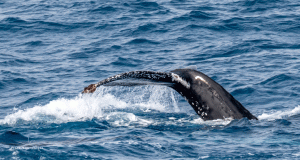 33-20191216-1533-Humpback-Schwanzflosse-DSC 2412-he-go-for-a-dive