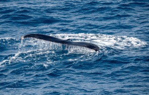 34-20191216-1550-Humpback-Schwanzflosse-DSC 2608-tail