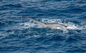 35-20191216-1550-Humpback-Schwanzflosse-DSC 2610-bottom-side-of-the-tail