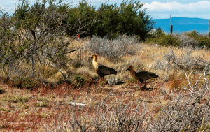 40-20191229-1659-Ibis-farblich-gut-abgestimmt-DSC03210 