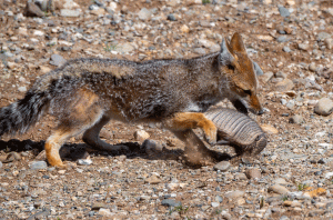 05-20200112-1202-Fuchs-Füchsin-jagt-Gürteltier-DSC 2837-armadillos-try-to-put-a-fast-hole