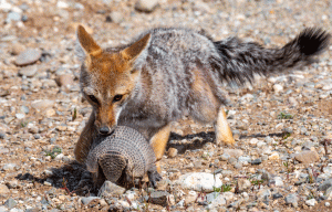 06-20200112-1202-Fuchs-Füchsin-jagt-Gürteltier-DSC 2847-the-fox-cannot-bite-in-his-back!