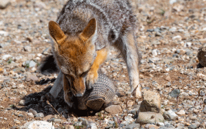 07-20200112-1202-Fuchs-Füchsin-jagt-Gürteltier-DSC 2855-the-fox-cannot-bite-in-his-back!