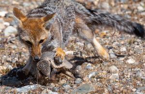 08-20200112-1202-Fuchs-Füchsin-jagt-Gürteltier-DSC 2858-fox-trying-to-turn-a-armadillos-on-his-back